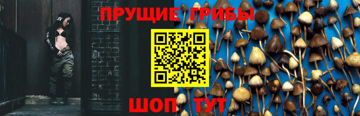 Псилоцибиновые грибы Cubensis Славянск-на-Кубани